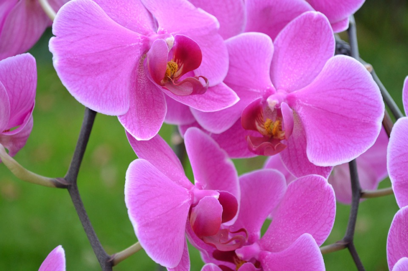 Fundação Cupertino de Miranda recebe exposição de orquídeas