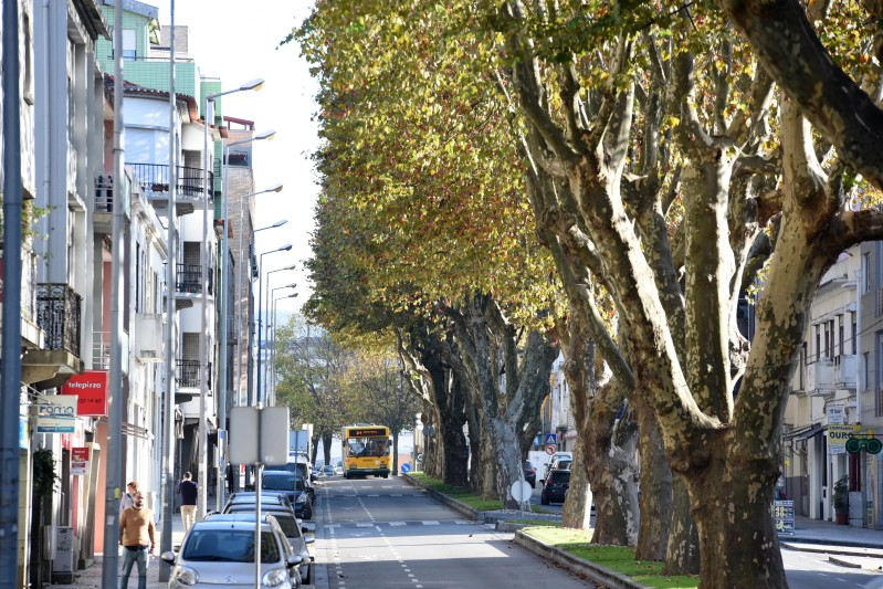 Podas das árvores na Rua Ernesto Carvalho e Avenida 25 de Abril