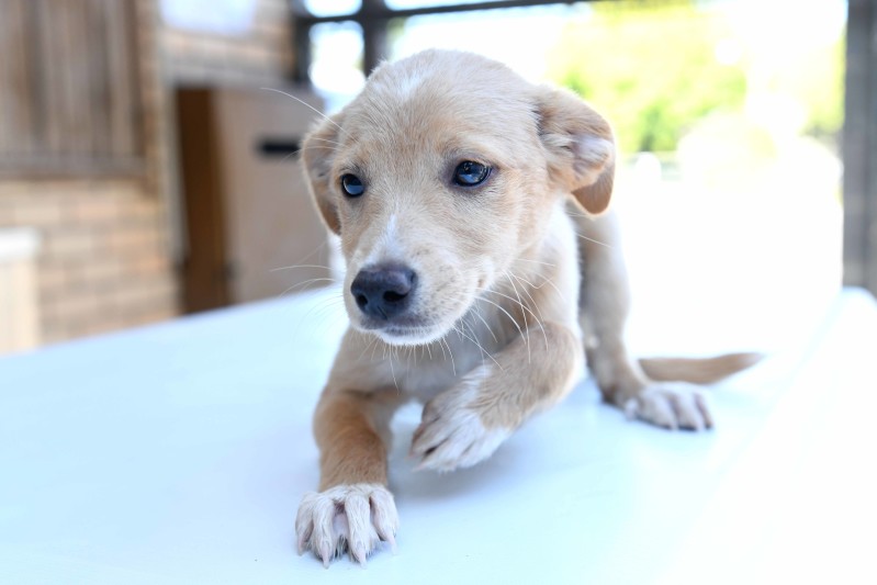Campanha de adoção de animais a 16 e 17 de novembro no Jumbo