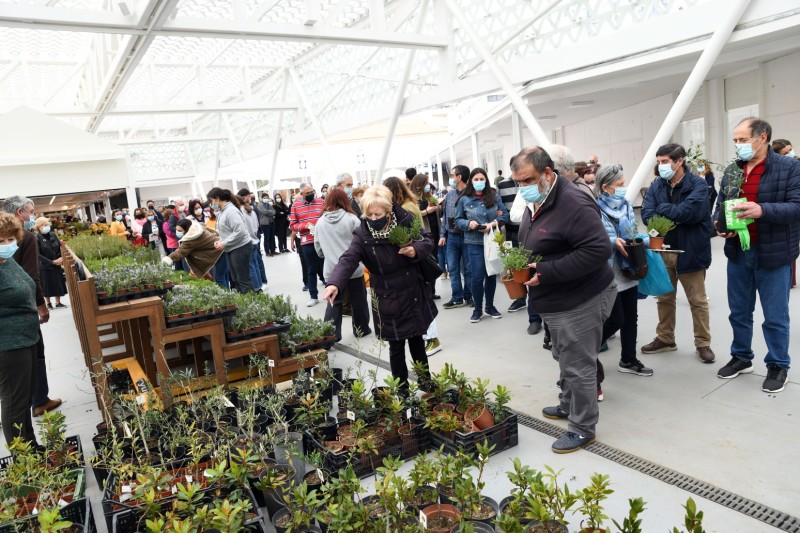 Famalicenses took almost 1700 trees home