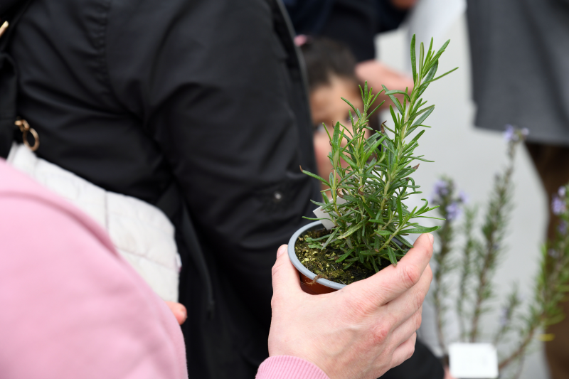 Campanha de adoção de árvores voltou a ser um sucesso