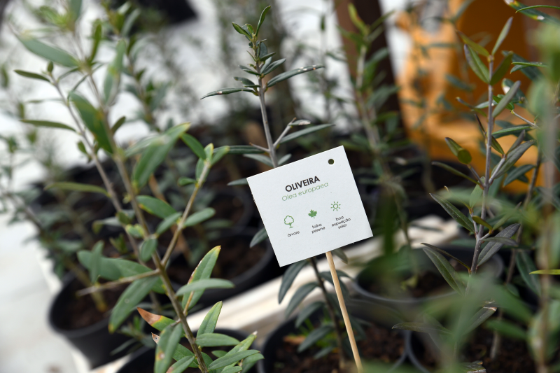 Tree adoption campaign returns to the Municipal Market Square